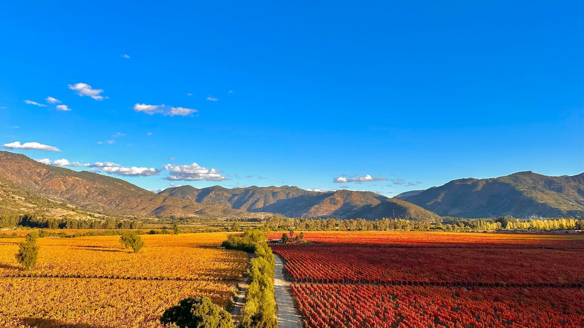 Viñedos de Viña Santa Cruz en Valle de Colchagua