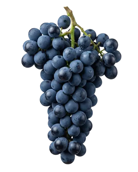 Cabernet Sauvignon