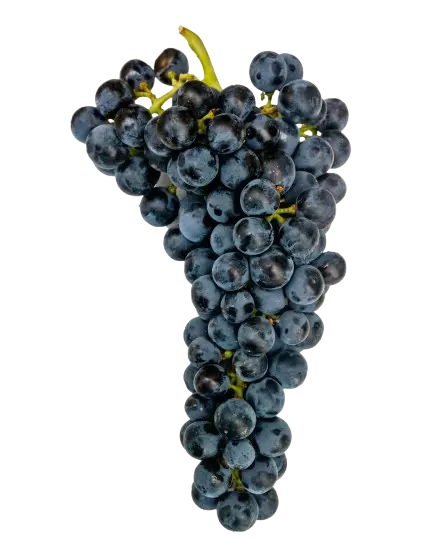 Carmenere