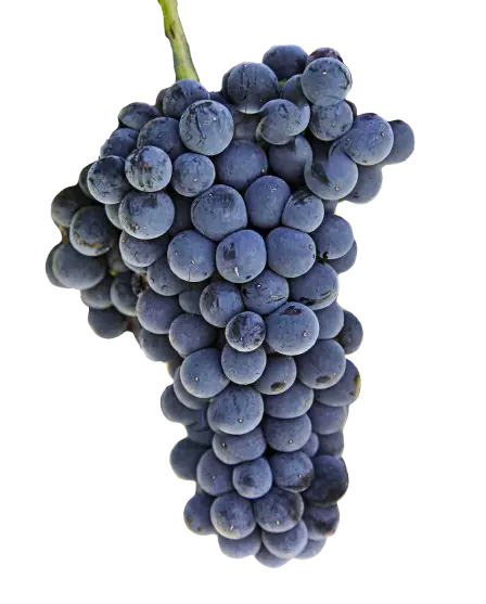 Malbec